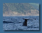 96 Kaikoura Sperm Whale 1